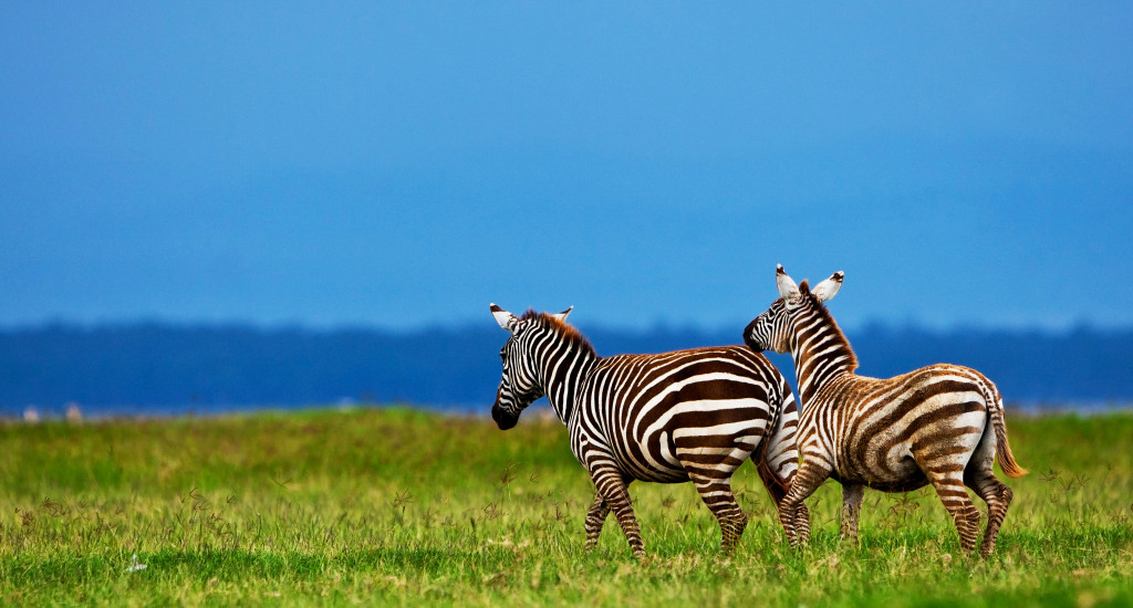 Two zebras in an African savannah.